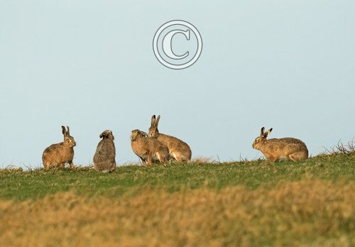    Brown Hares DM2014